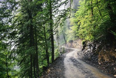 Road amidst trees in forest