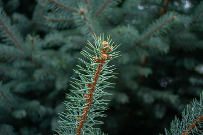 Close-up of pine tree