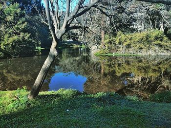 Trees growing in pond