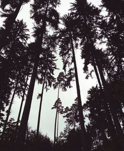 Low angle view of trees against sky