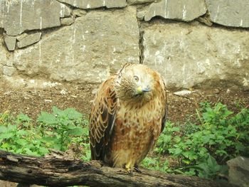 Close-up of owl perching