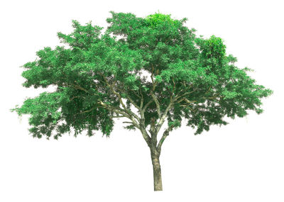 Close-up of tree branch