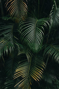 Close-up of palm tree leaves