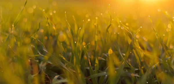 Close-up of flowering plants on field