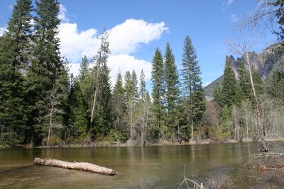 Scenic view of lake in forest against sky