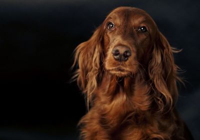 Close-up portrait of dog