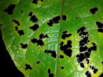 Full frame shot of green leaves