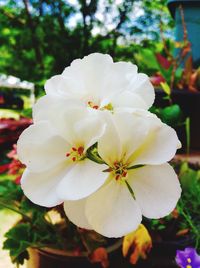 Close-up of white flowers