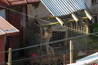 View of cat in cage