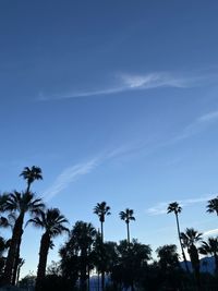 Low angle view of palm trees against blue sky