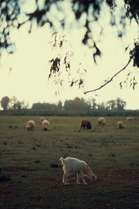 Sheep grazing on field