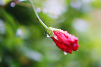 Close-up of red rose flower