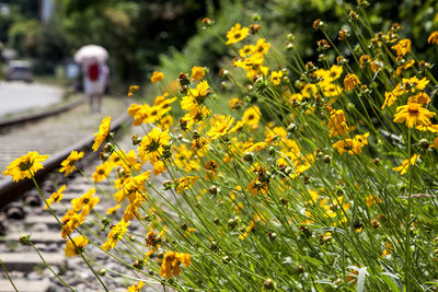 Close-up of yellow flower