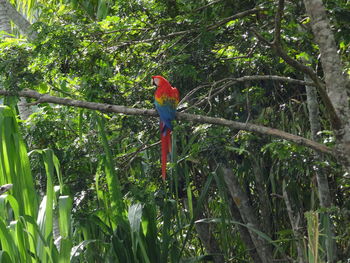 Bird perching on a tree