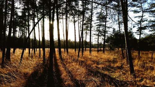 Trees in forest against sky