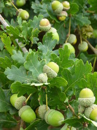 Close-up of plant growing outdoors