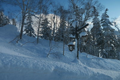 Snow covered land and trees on field against sky