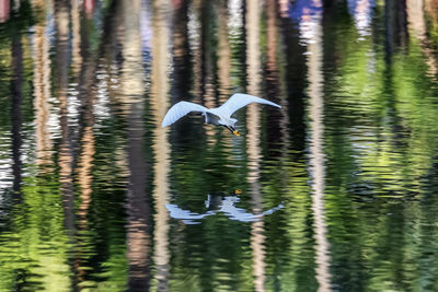 View of birds in lake