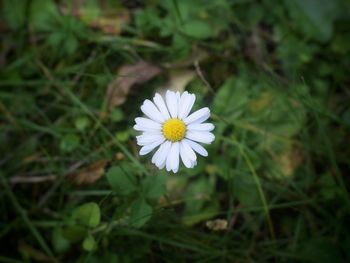 Close-up of white daisy flower on field