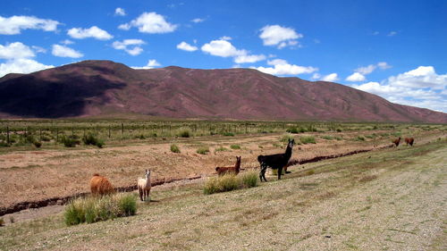 Llamas in a field