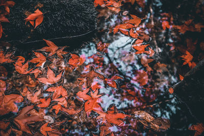 High angle view of maple leaves on tree during autumn