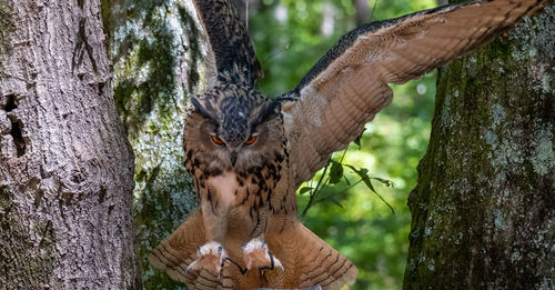 View of birds on tree trunk