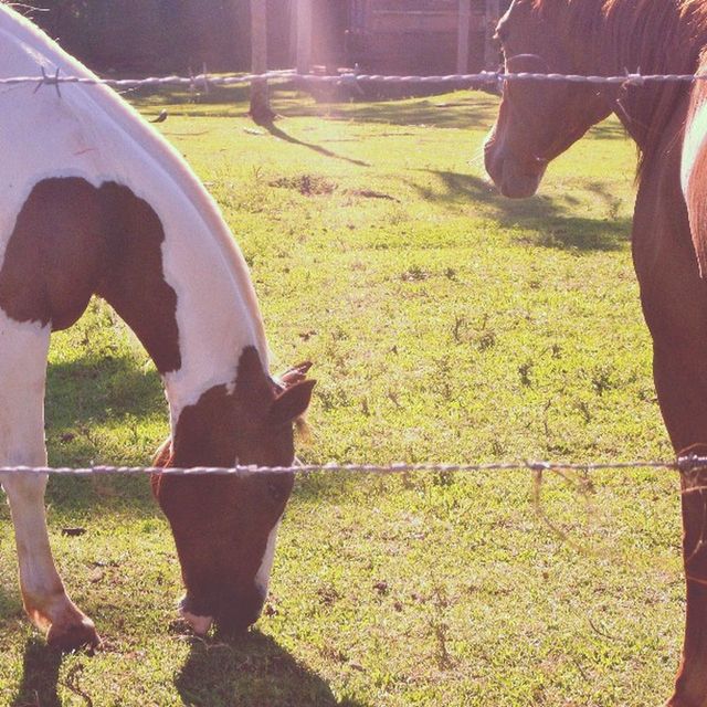 domestic animals, animal themes, livestock, mammal, grass, horse, field, one animal, grassy, grazing, fence, herbivorous, working animal, two animals, standing, cow, domestic cattle, pasture, sunlight, nature