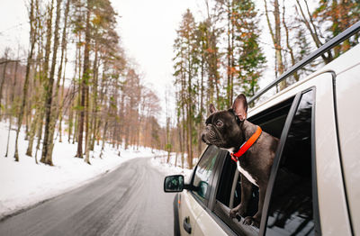 View of french bulldog dog in car on mountain road in winter