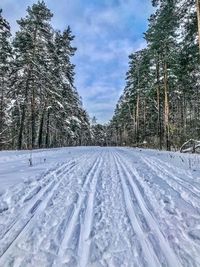 Winter in the moscow forest park