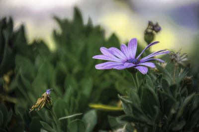 Close-up of purple flowering plant