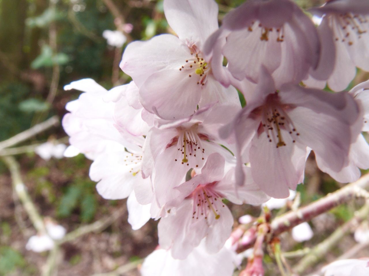 flower, freshness, growth, fragility, petal, cherry blossom, beauty in nature, tree, branch, close-up, nature, focus on foreground, blossom, flower head, stamen, cherry tree, white color, in bloom, blooming, pollen