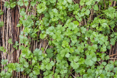 Full frame shot of plants growing on field