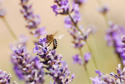 Close-up of bee pollinating on lavender