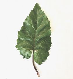 Close-up of green leaf on white background