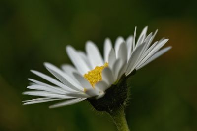 Close-up of white flower