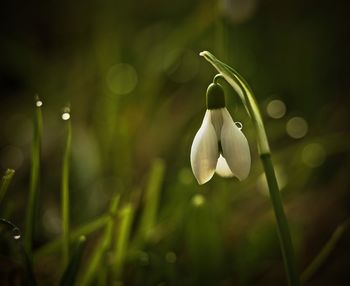 Close-up of white flowering plant