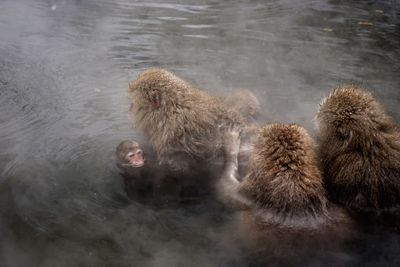 High angle view of monkeys in water