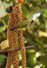 Colorful lady gouldian finch erythrura gouldiae birds eat seed that hangs off a tree branch.