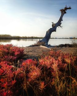 Driftwood on tree by lake against sky