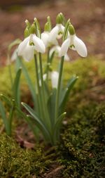 Close-up of white crocus blooming outdoors