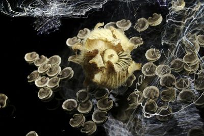 Close-up of jellyfish in sea