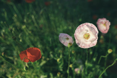 Close-up of red poppy flower