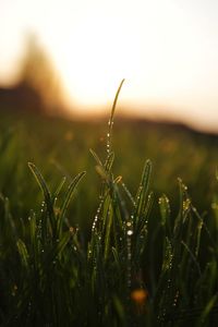 Close-up of grass during sunset