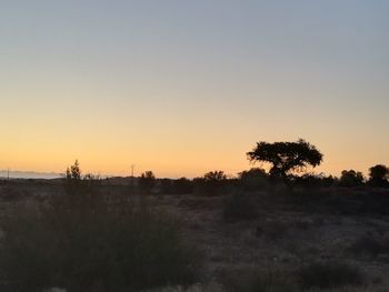 Silhouette trees on field against clear sky during sunset