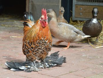 Close-up of birds