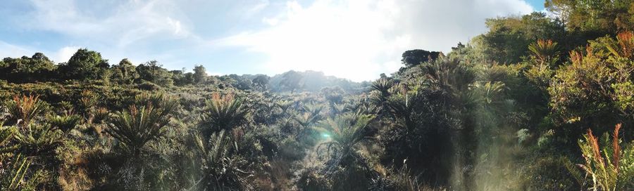 Panoramic view of trees and plants in forest against sky