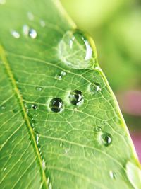 Close-up of water drops on leaf