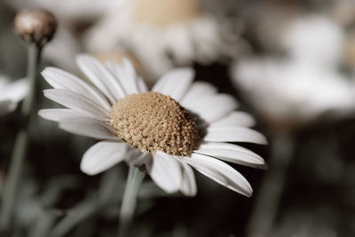 Close-up of white flower