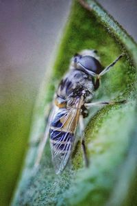 Close-up of fly on leaf