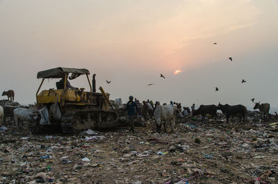 View of birds on field against sky during sunset